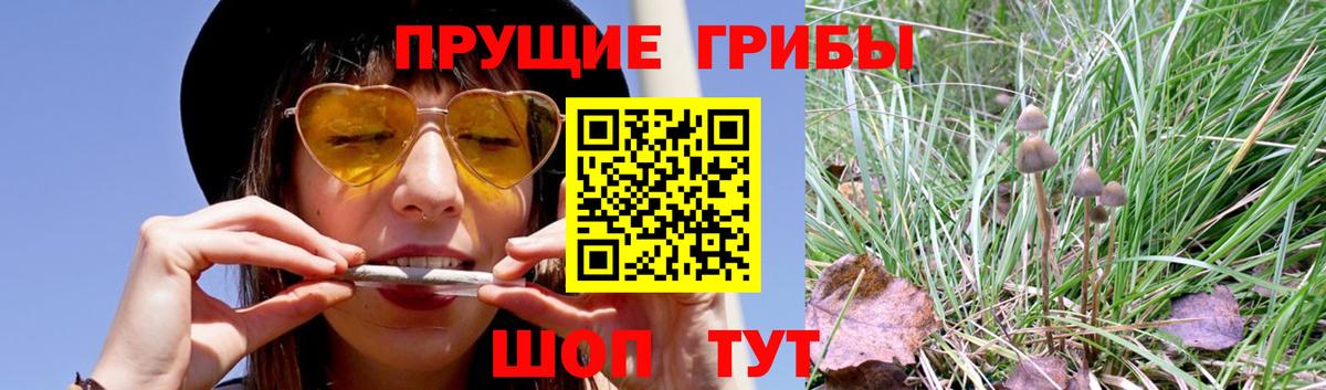 Псилоцибиновые грибы прущие грибы  Галлюциногенные грибы прущие грибы  Вход с VPN  Лесной 